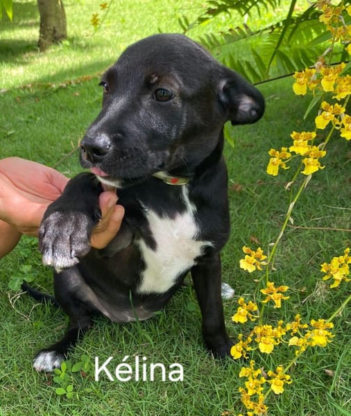 KELINA , chiot femelle Berger Créole La petite beauté !