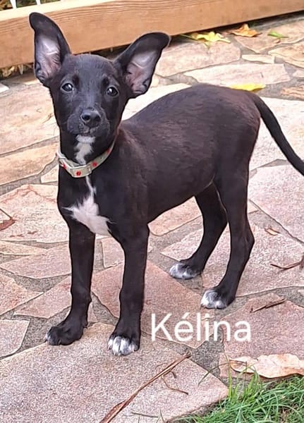 KELINA , chiot femelle Berger Créole La petite beauté !