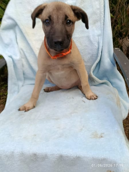SIERRA , chiot femelle Berger Créole  La choupinette !
