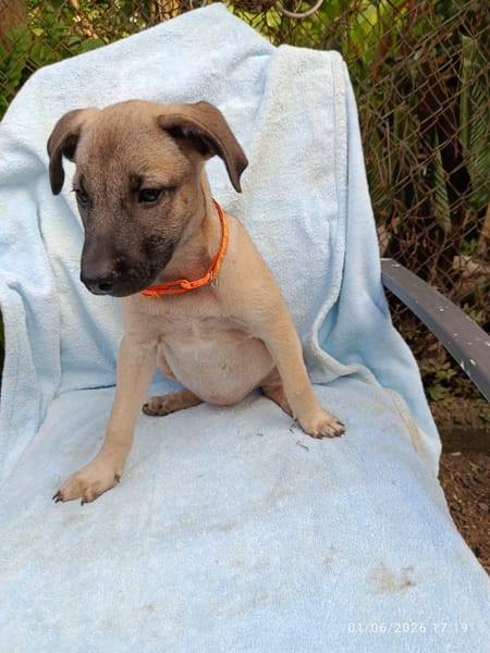 SIERRA , chiot femelle Berger Créole  La choupinette !