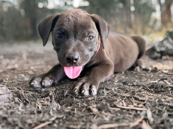 KIRA , chiot femelle Berger Créole