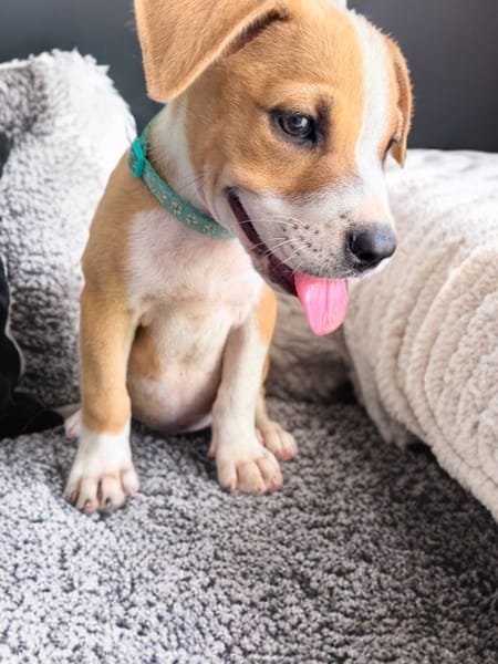 LETHIA , chiot femelle Berger Créole