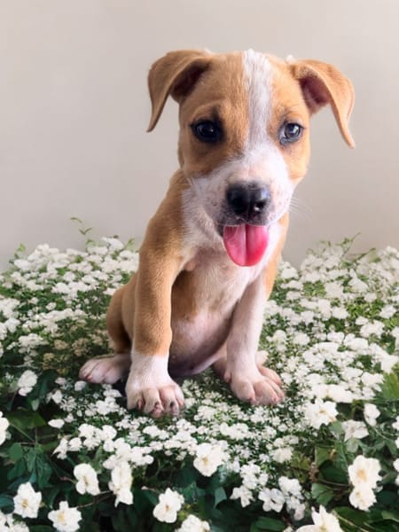 LETHIA , chiot femelle Berger Créole