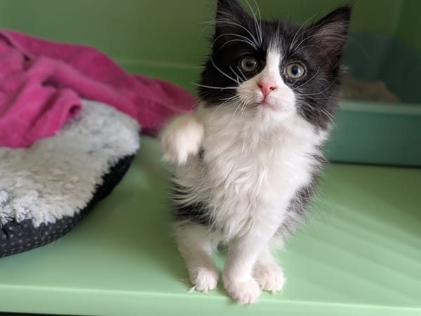 BELLA