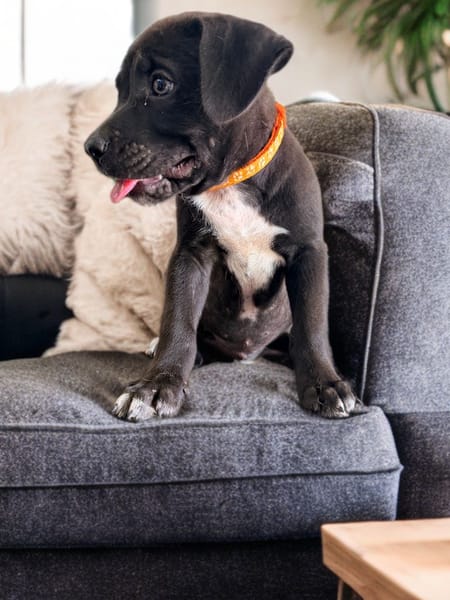 ONY, chiot mâle Berger Créole