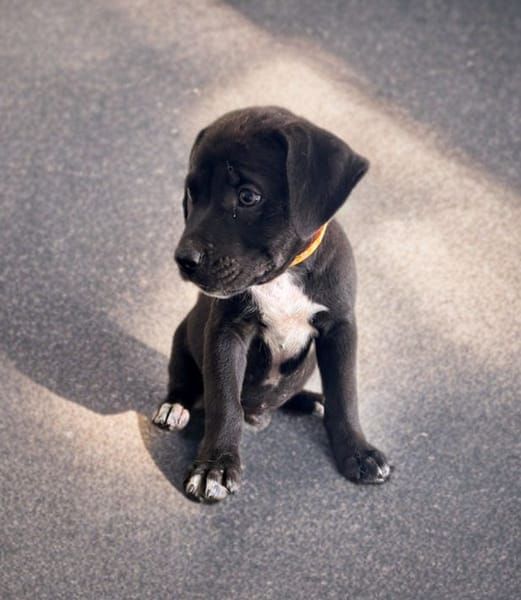 ONY, chiot mâle Berger Créole
