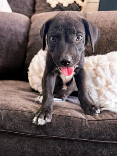 ONY, chiot mâle Berger Créole