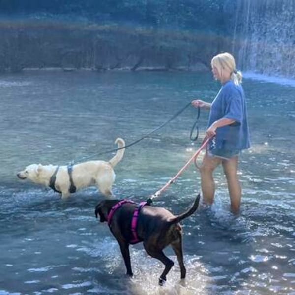 Toshi ein absoluter Traumhund