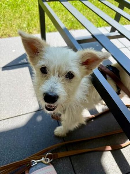 Kleine Hündin sucht Traumzuhause