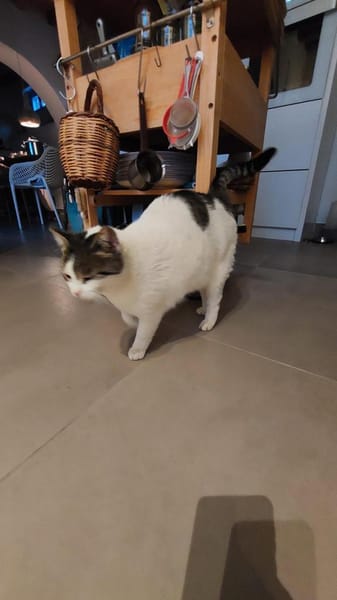 Gemütliche Frida sucht ihr Traumzuhause