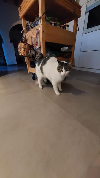 Gemütliche Frida sucht ihr Traumzuhause