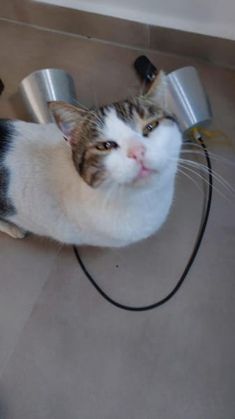 Gemütliche Frida sucht ihr Traumzuhause
