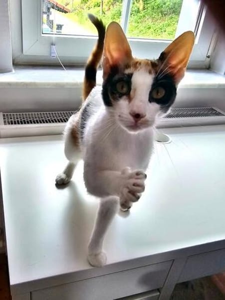 Super anhängliche Punita sucht Dich