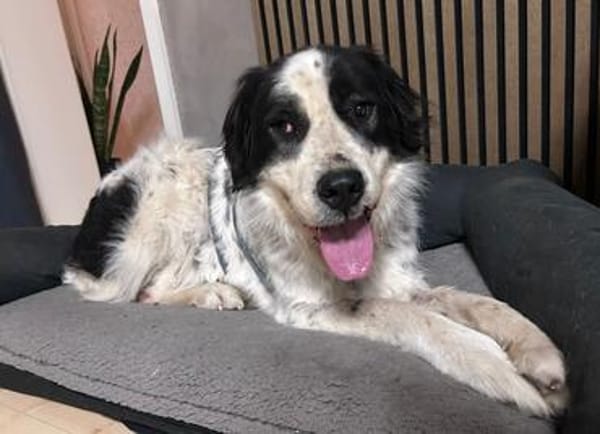 Menschenfreund Arno sucht ruhiges Heim