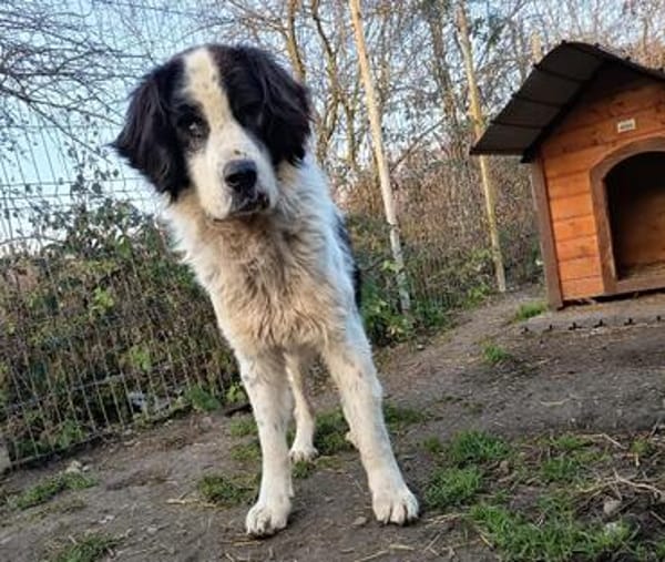 Menschenfreund Arno sucht ruhiges Heim
