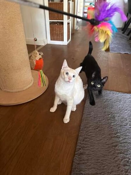 Nemo und Pack suchen zusammen