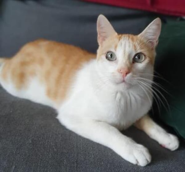 Nemo und Pack suchen zusammen
