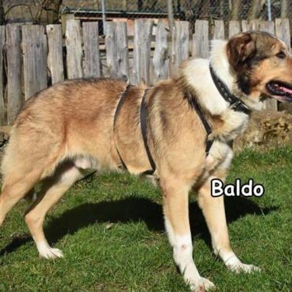 Baldo in der Tierherberge Donzdorf