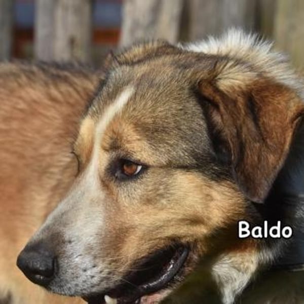 Baldo in der Tierherberge Donzdorf