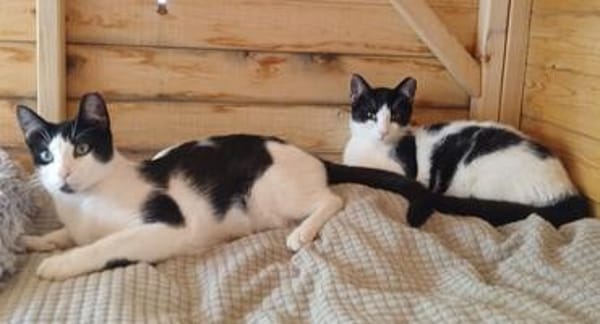 Doppeltes Fleckenglück sucht Zuhause