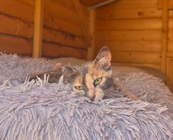 Zarte Lola sucht Familie