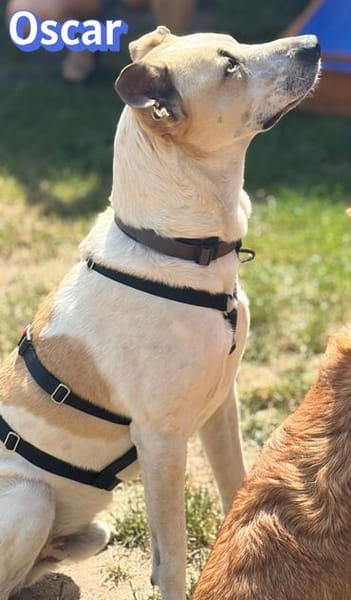 Oscar, 12/20 - sucht eine ECHTE Chance
