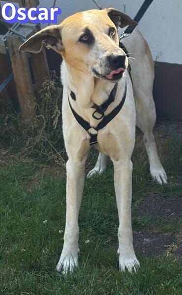 Oscar, 12/20 - sucht eine ECHTE Chance