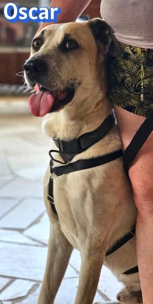 Oscar, 12/20 - sucht eine ECHTE Chance