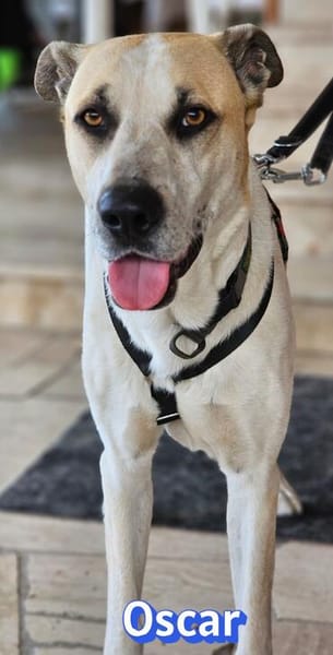Oscar, 12/20 - sucht eine ECHTE Chance