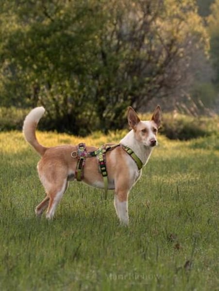 Ziggy sucht nun ein Traumzuhause