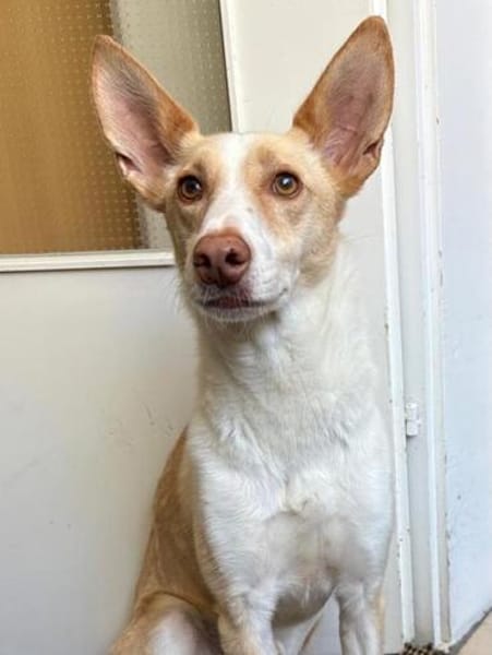 Ziggy sucht nun ein Traumzuhause