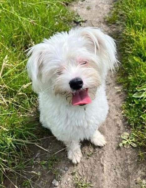 Idefix-aktiver Rüde sucht seinen Obelix