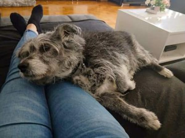 Buddy hat sein Zuhause verloren