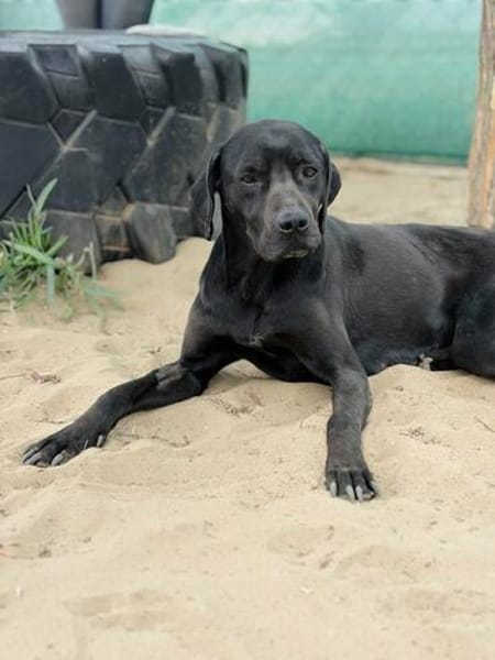 Xaphira -Wunderschöne Hundedame
