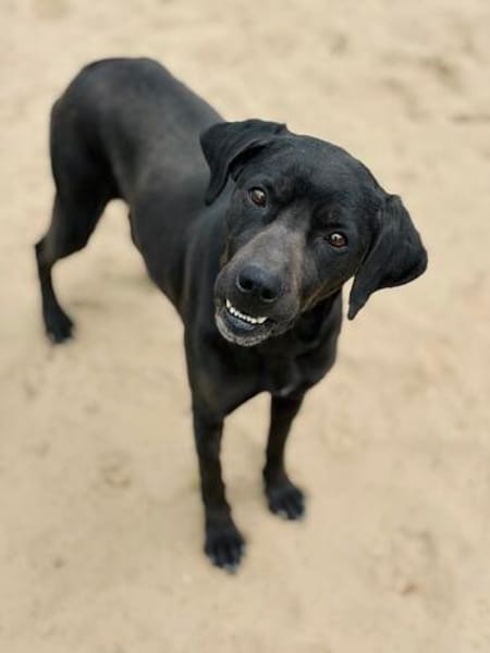 Xaphira -Wunderschöne Hundedame