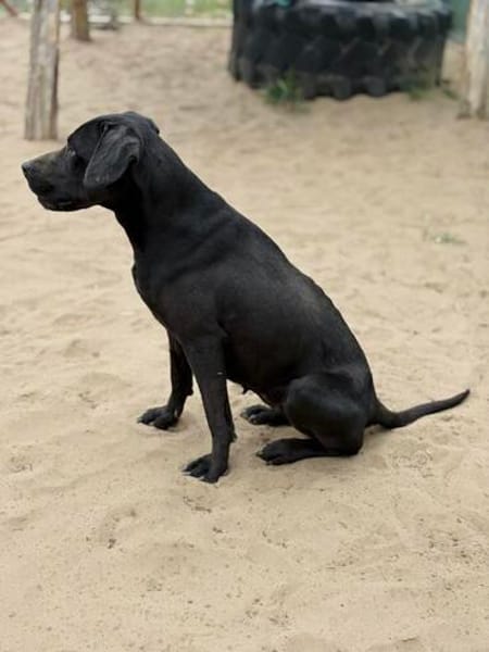 Xaphira -Wunderschöne Hundedame