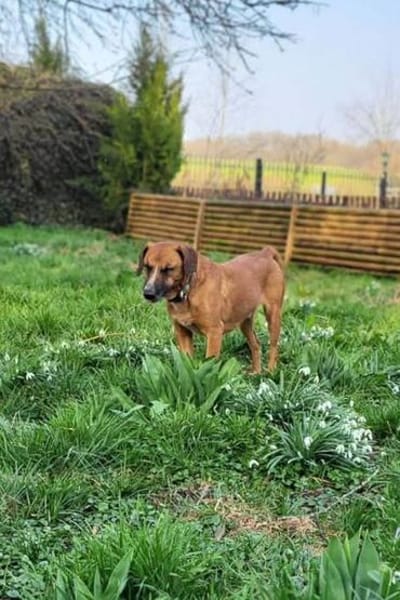 ♥Amigo♥ erwartet dich in 74749 Rosenberg