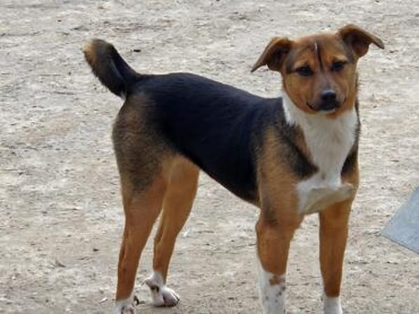 Bellini sucht ein liebevolles Zuhause