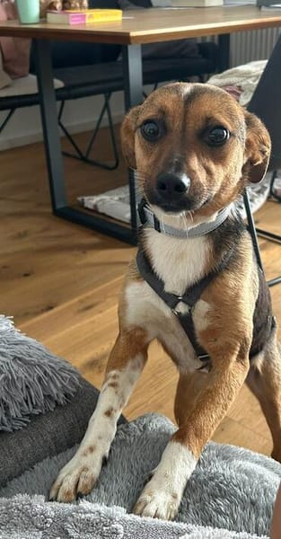 Bellini sucht ein liebevolles Zuhause