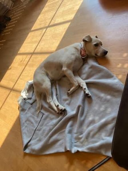💙Balou💙 sucht ein schönes Zuhause