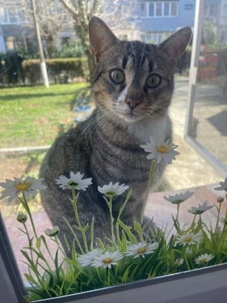 PAULCHEN-wunderschöner getigerter Kater