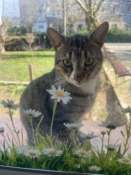 PAULCHEN-wunderschöner getigerter Kater