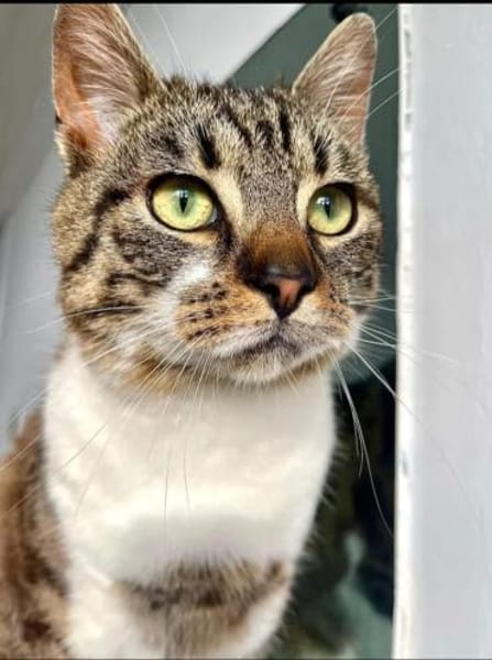 Lukas  lieber Kater sucht Kuschelfamilie
