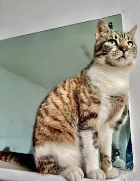 Lukas  lieber Kater sucht Kuschelfamilie