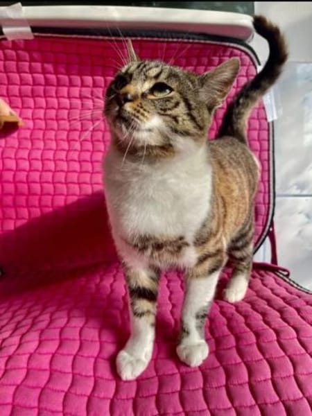 Lukas  lieber Kater sucht Kuschelfamilie