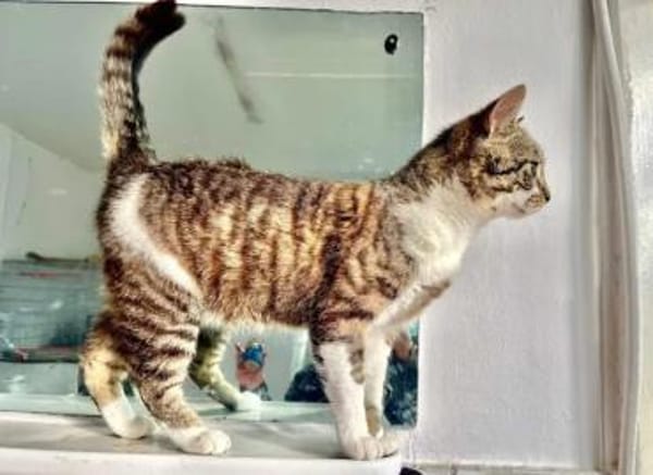 Lukas  lieber Kater sucht Kuschelfamilie