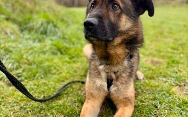 Marley sucht ein aktives Zuhause