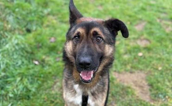 Marley sucht ein aktives Zuhause
