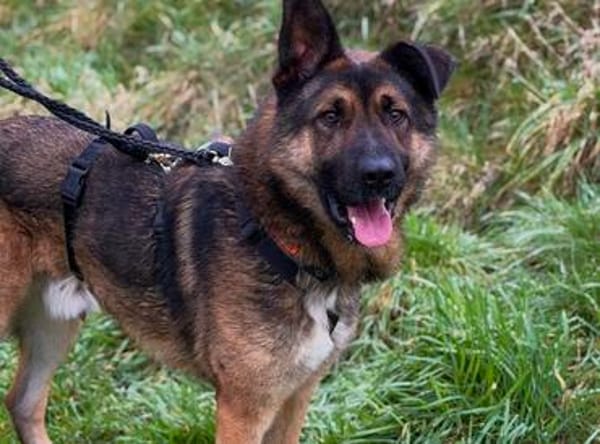 Marley sucht ein aktives Zuhause