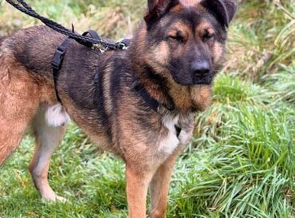 Marley sucht ein aktives Zuhause